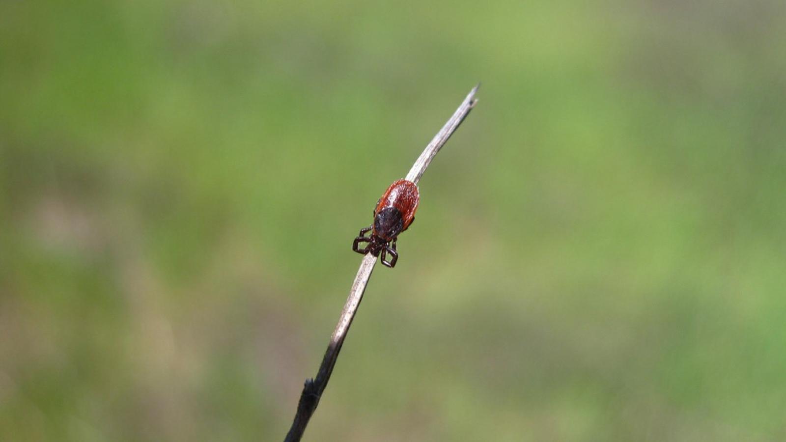 Western Black-Legged Tick on a twig at Rancho San Antonio Open Space Preserve