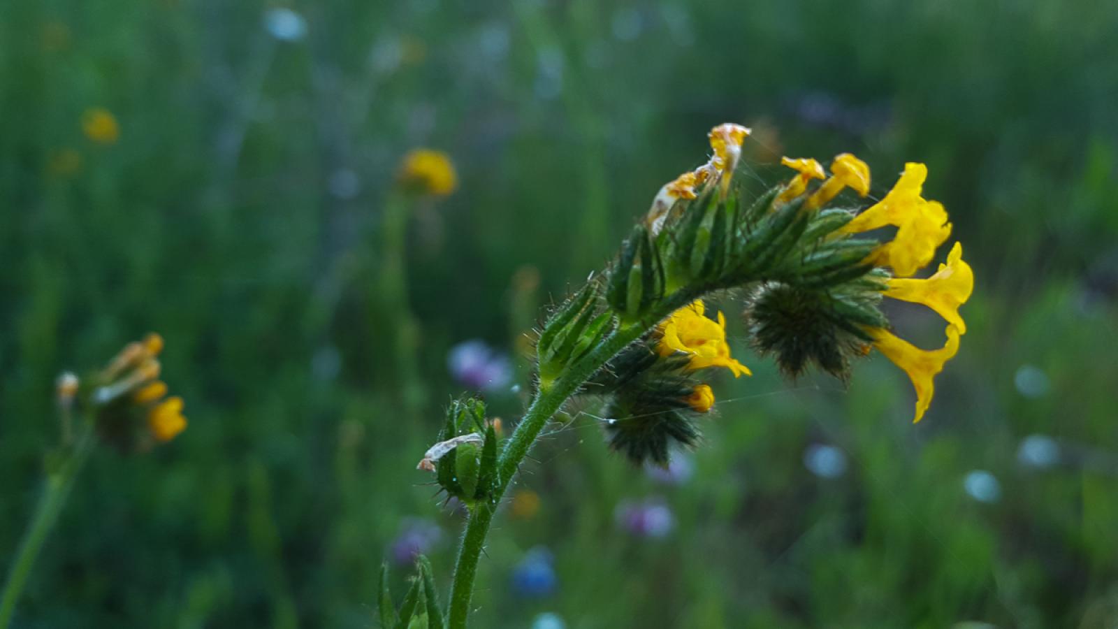 Common fiddleneck at Rancho San Antonio (Cindy Roessler)