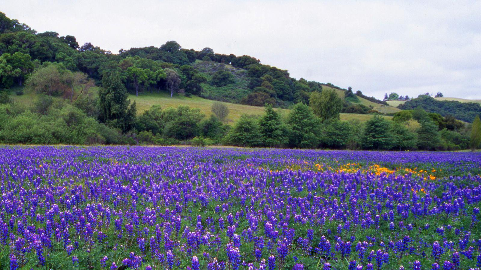 a field of purple flowers