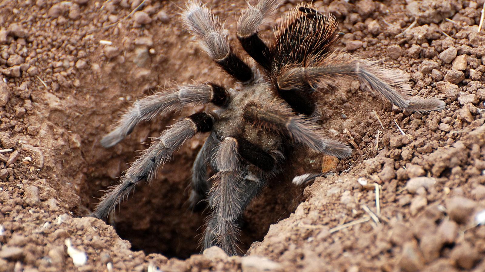 tarantula crawling into a hole in the ground