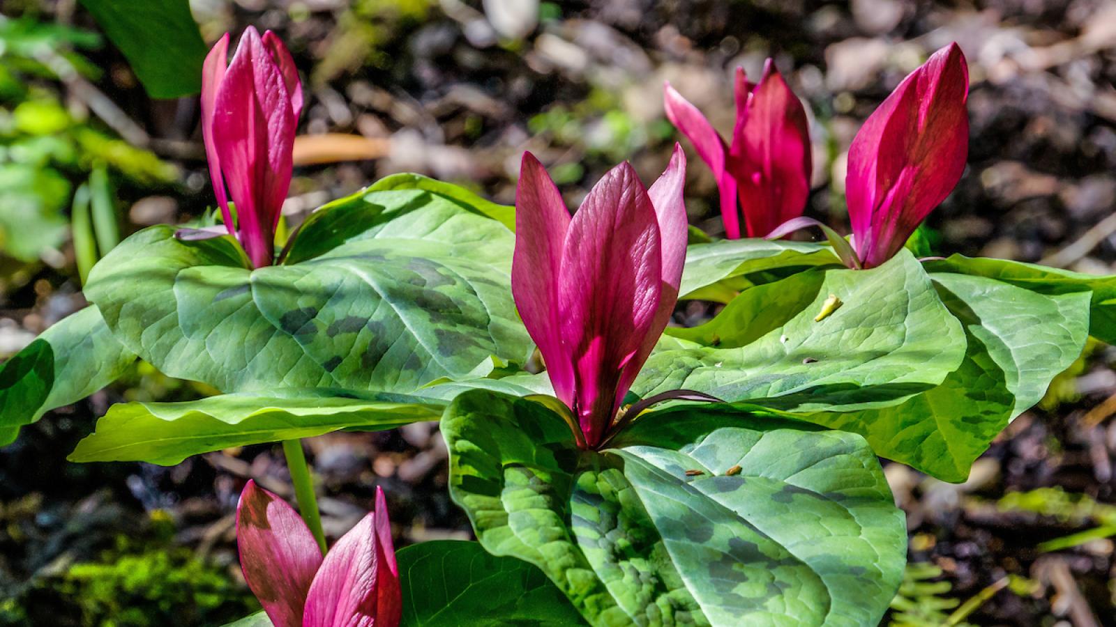 Trillium flowers at Rancho San Antonio original