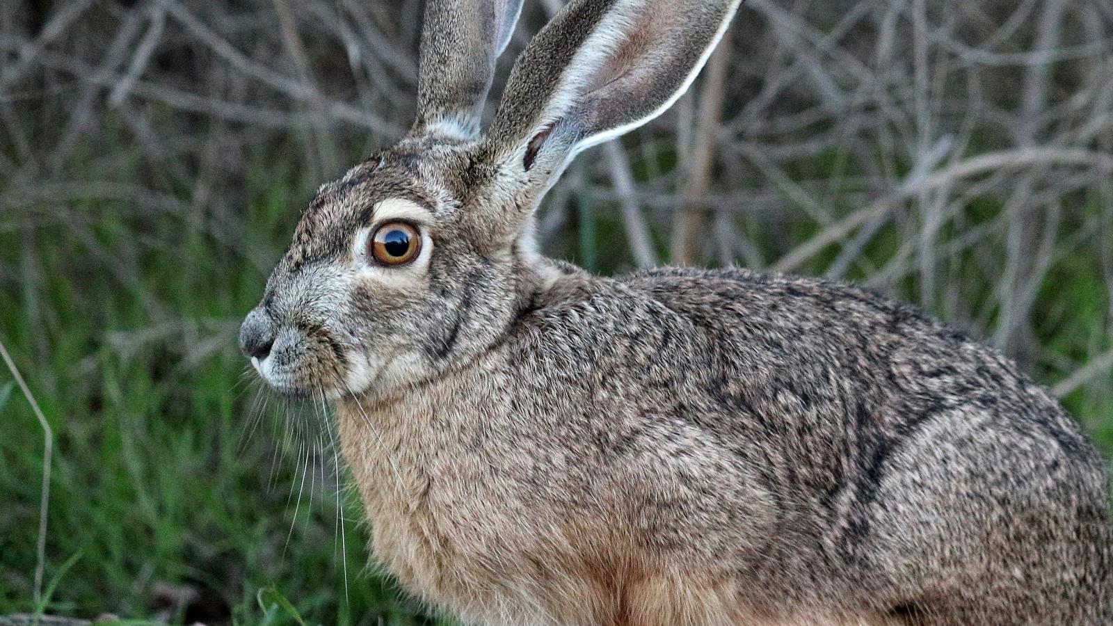 Black-tailed jackrabbit (Kare Werner)