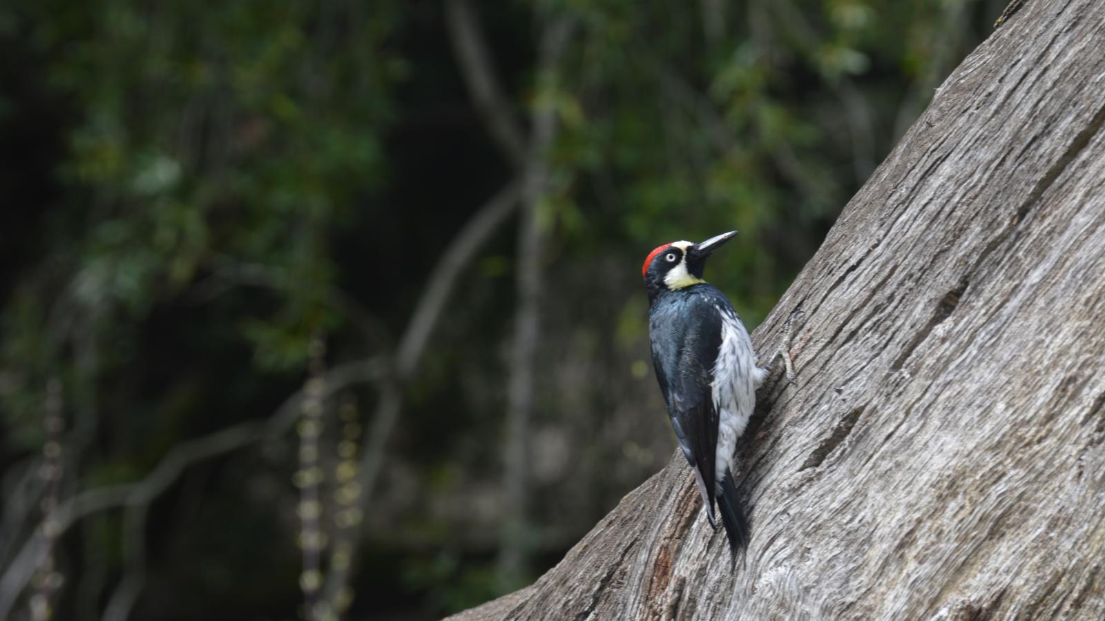 Acorn woodpecker (Sohum Phadke)