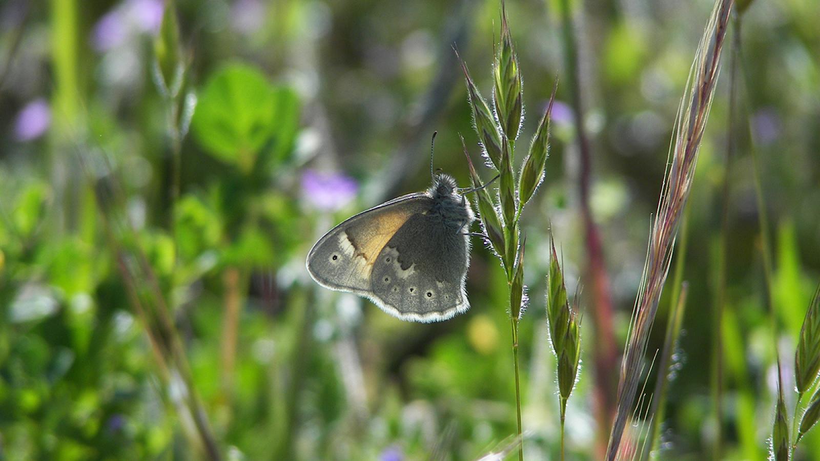 a yellowish-brown butterfly perched on a stalk of grass