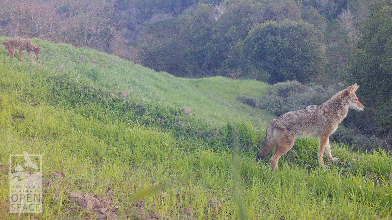 Wildlife camera shot of a coyote on Rancho San Antonio