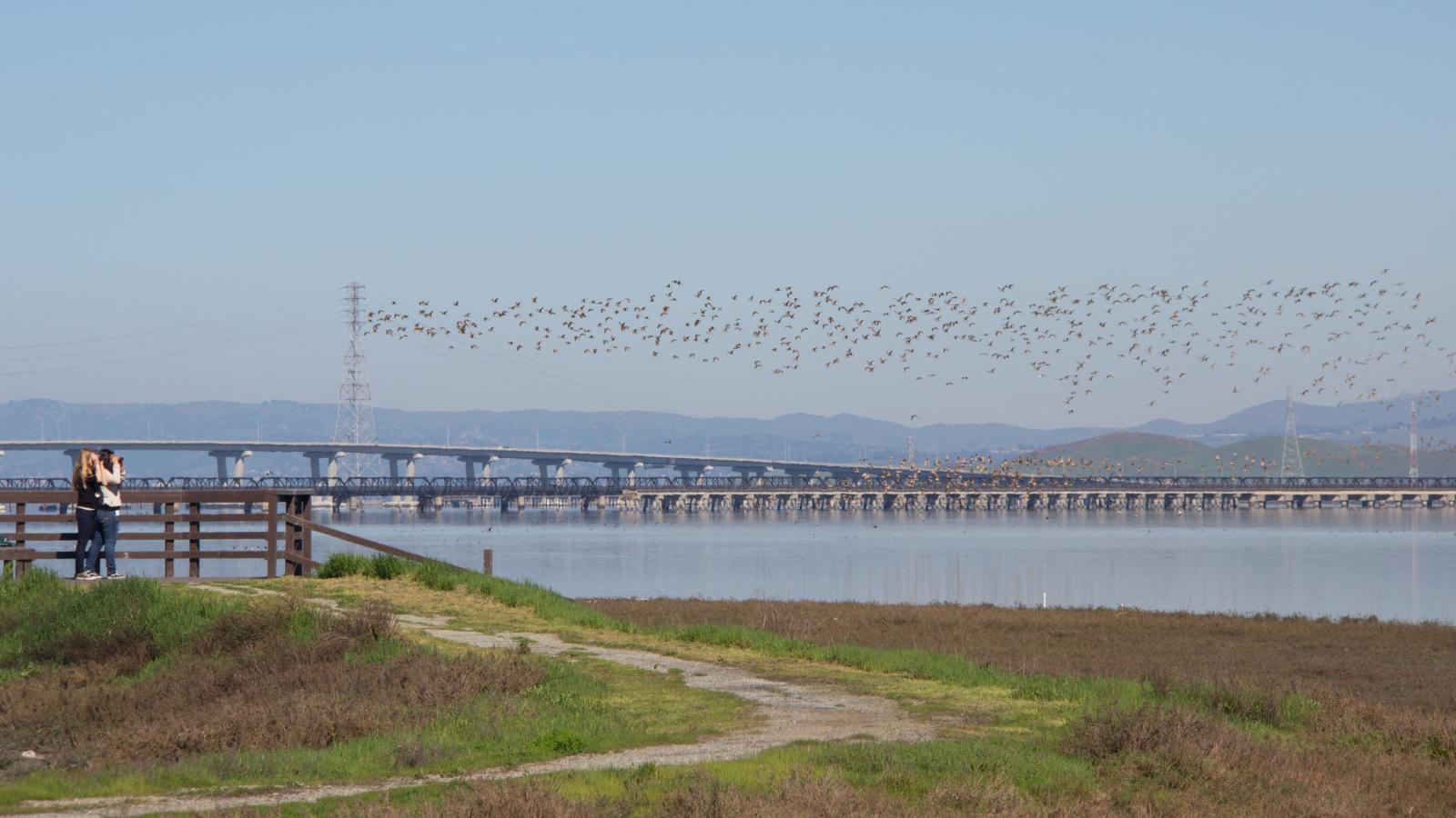 Brids fly low over the SF Bay as people birdwatch from Ravenswood