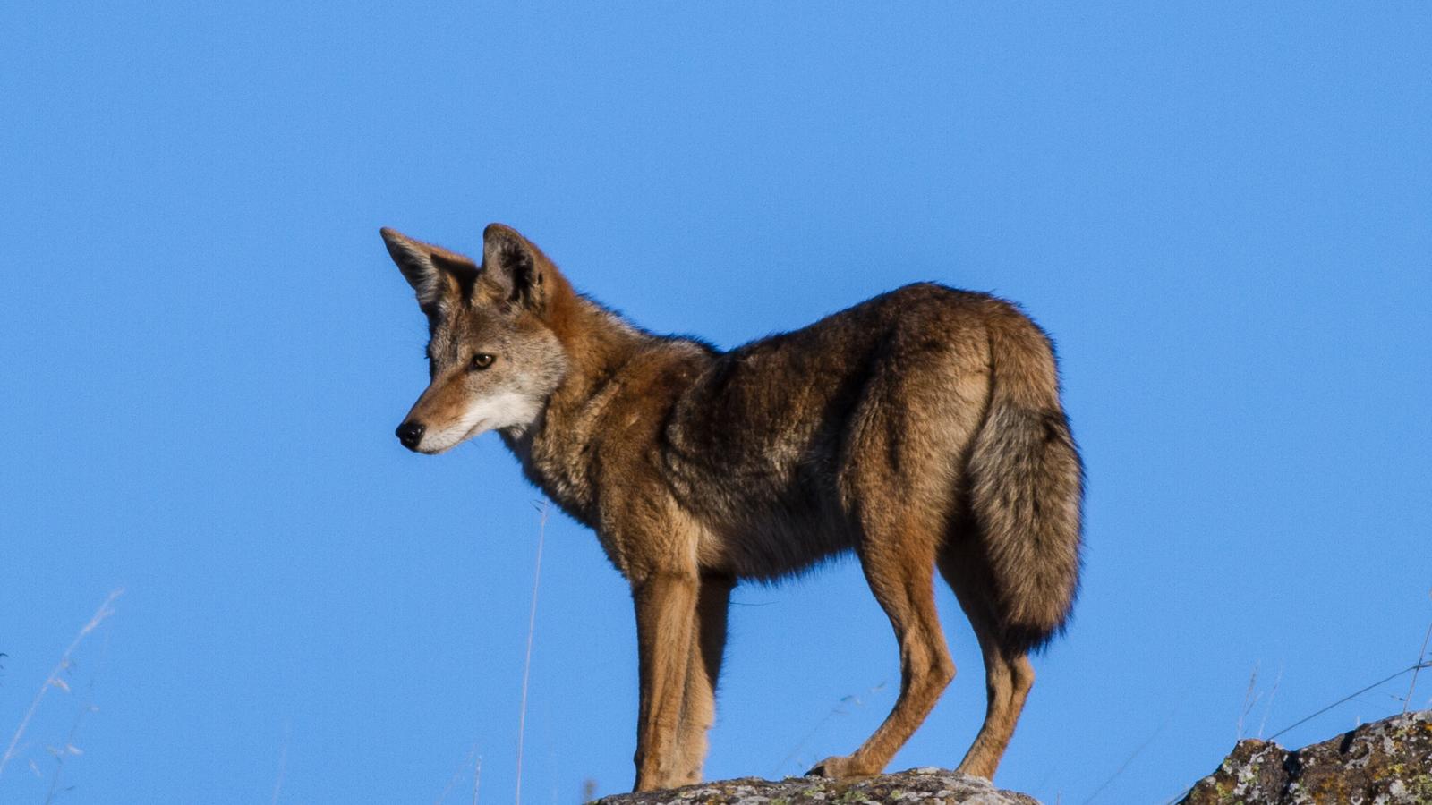 Coyote in Russian Ridge Preserve. (Peter Canning)