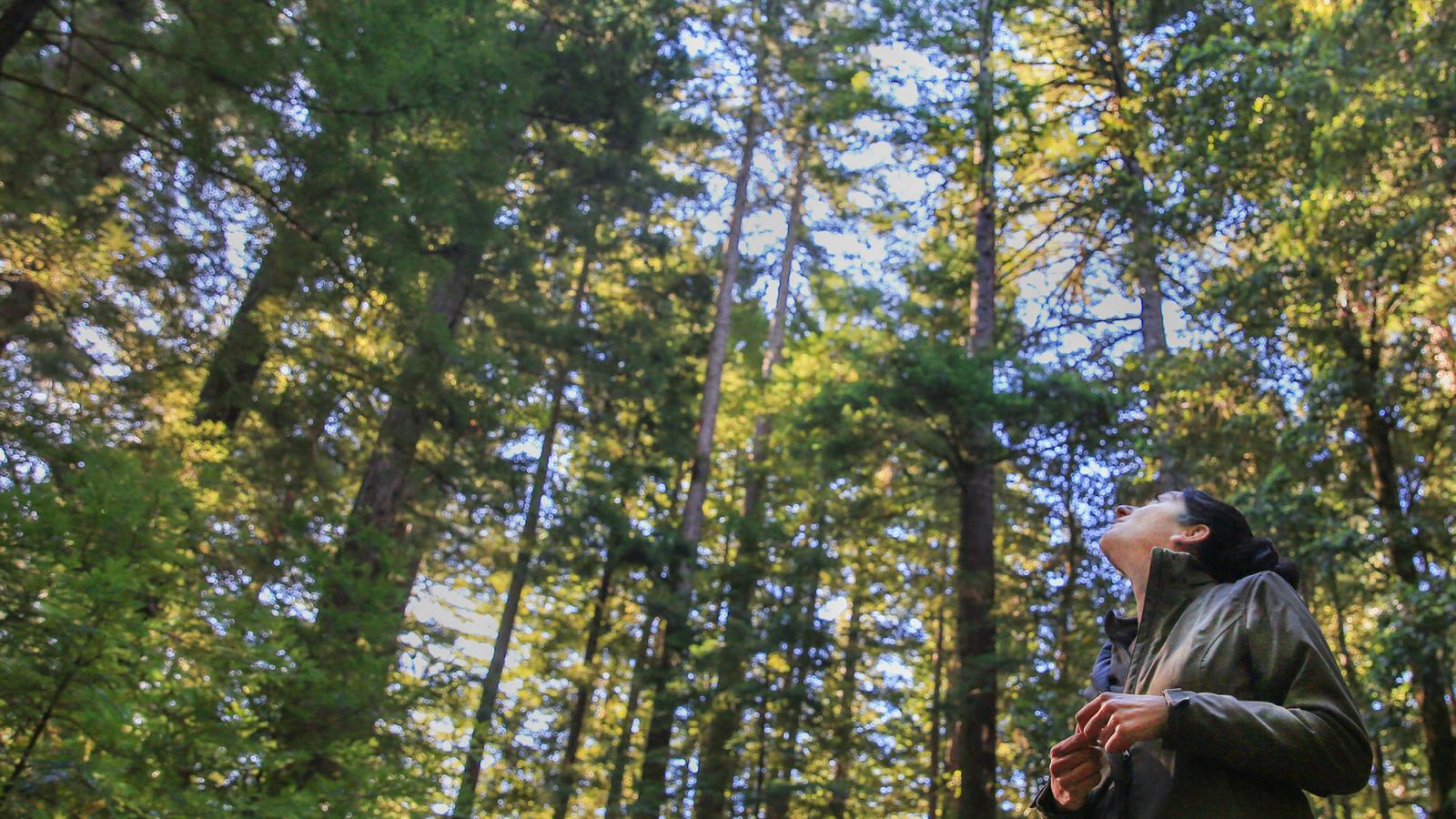 Midpen Biologist Karine Tokatlian in La Honda Creek Preserve's redwood forest. (Kyle Ludowitz)