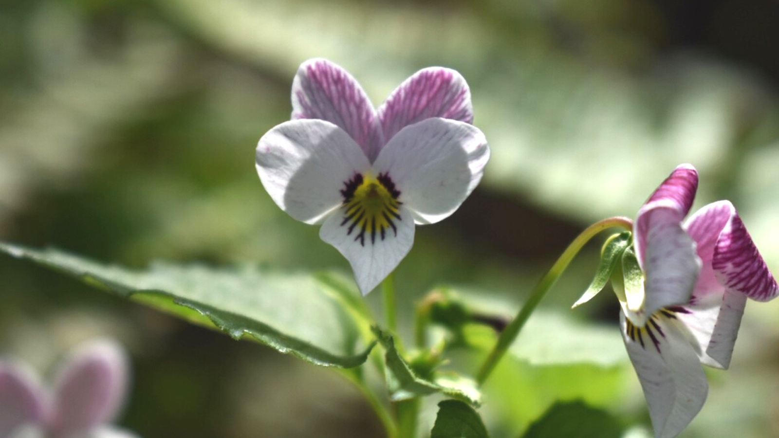 Picture of Western heart's ease flower in shape of a heart