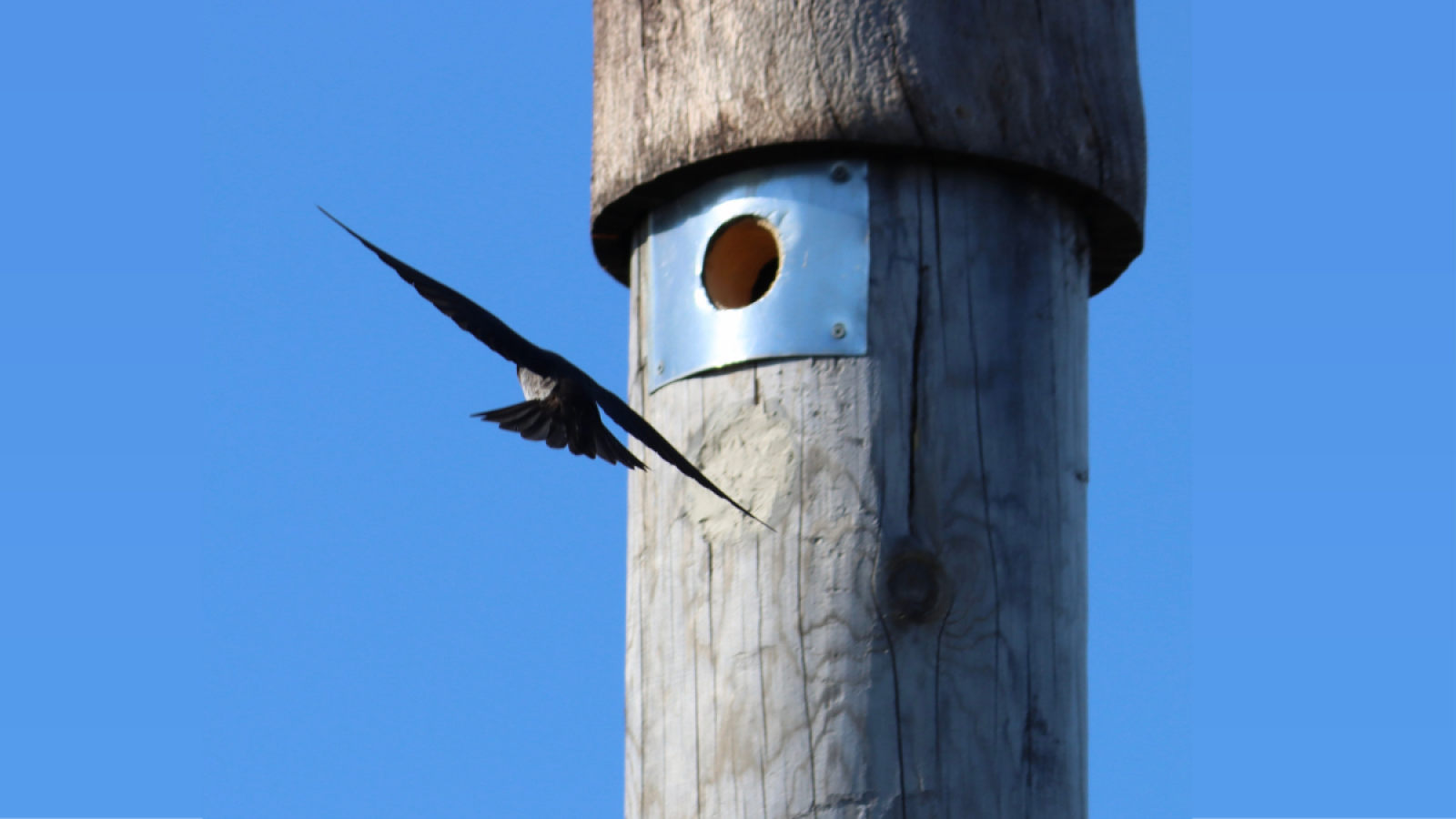 Purple martin flying