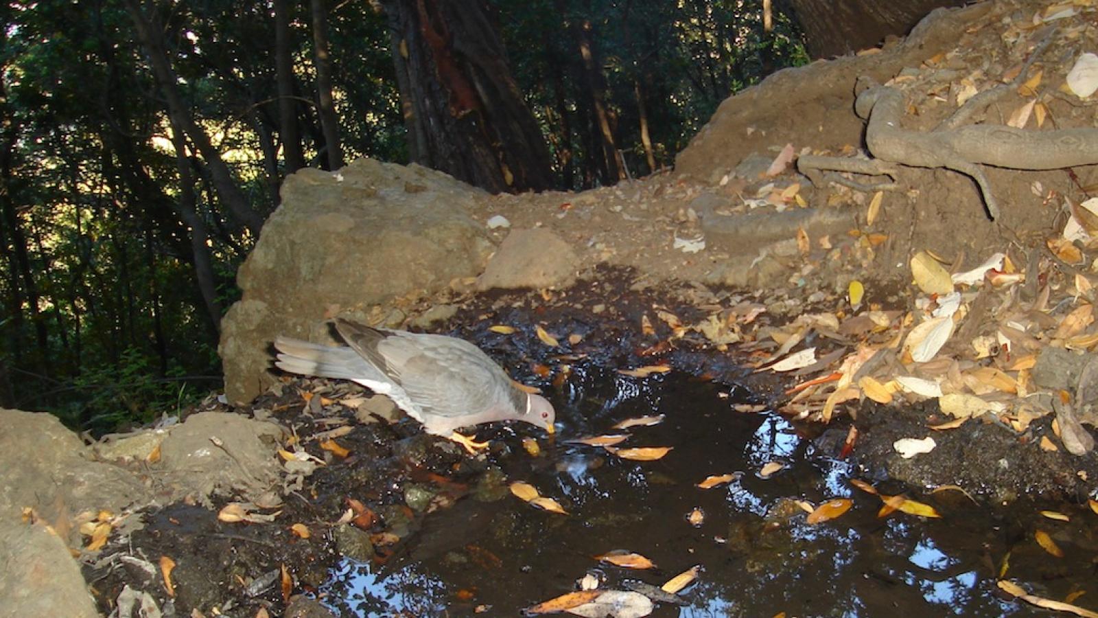 Band-tailed pigeon in Sierra Azul Open Space Preserve (Ken Hickman)