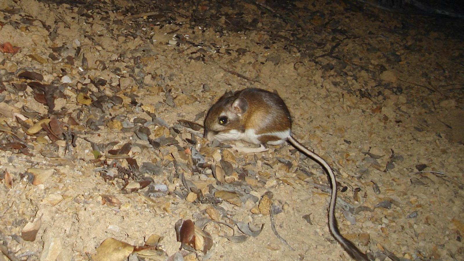 Santa Cruz kangaroo rat photo by Ken Hickman 2