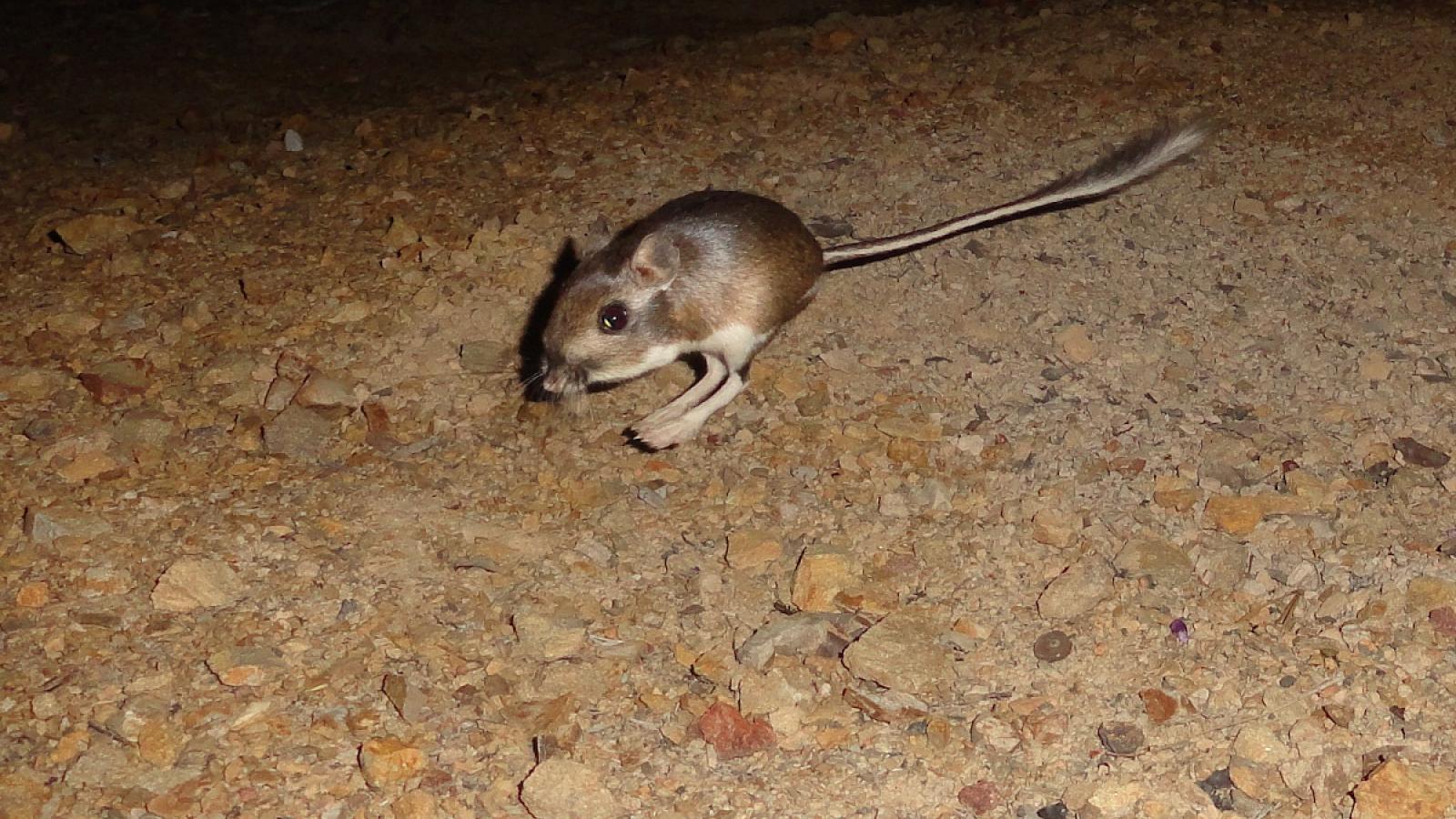 Santa Cruz Kangaroo Rat Photo by Ken Hickman