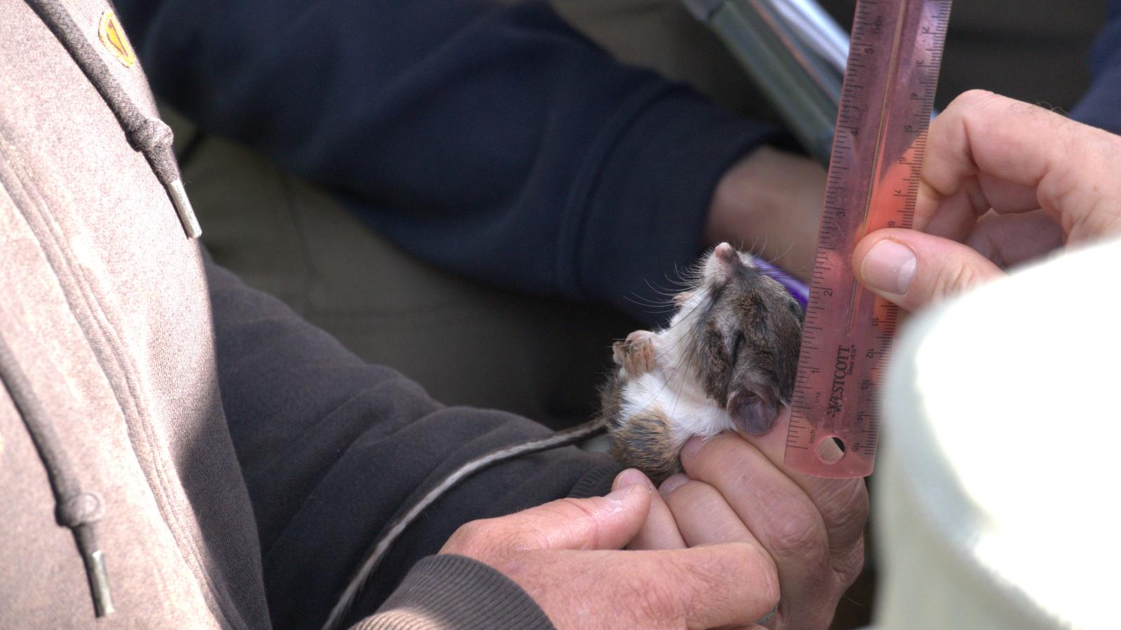 Researchers measure Santa Cruz kangaroo rat