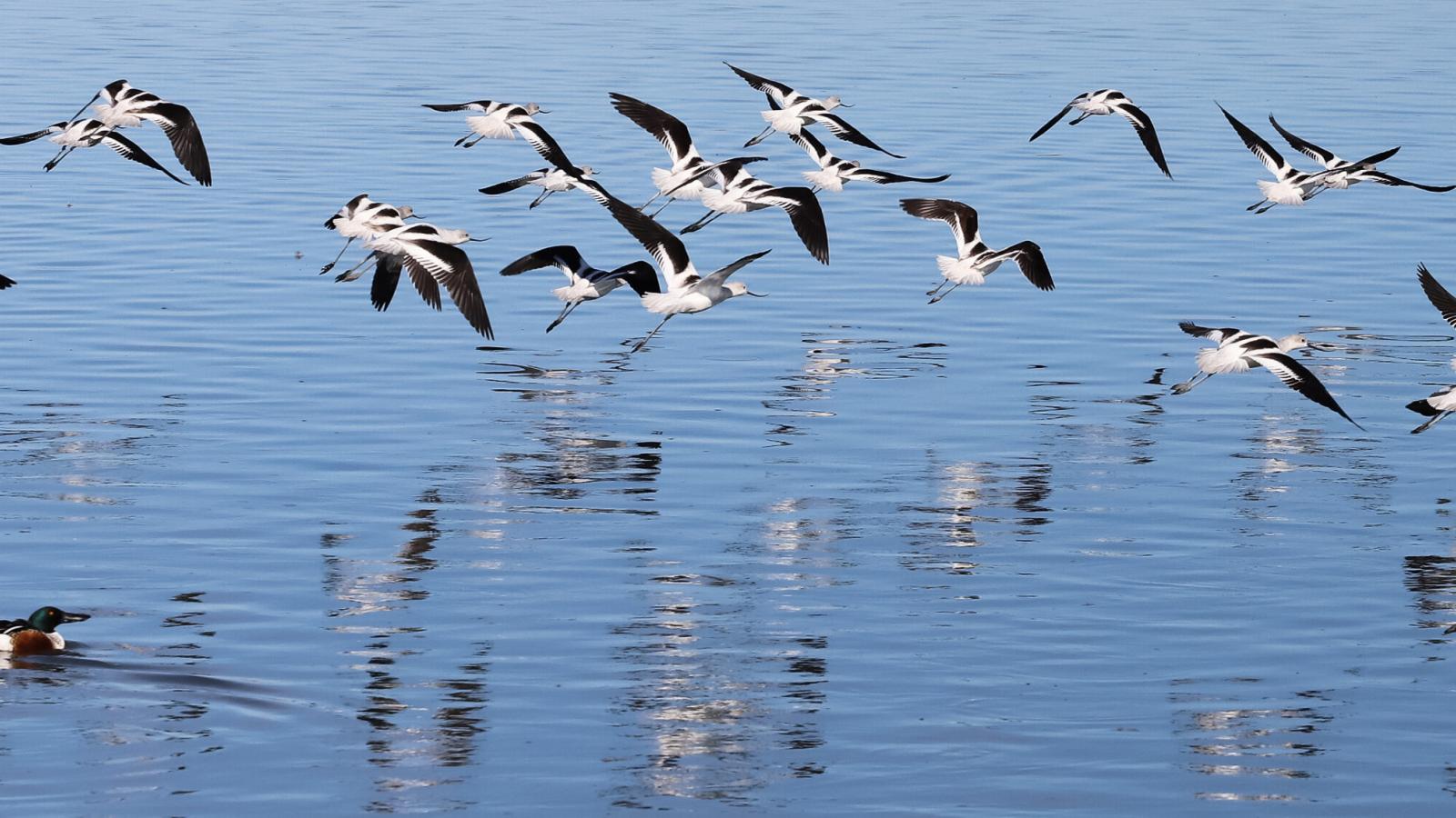 American avocets and northern shoveler ducks at Stevens Creek Shoreline (Michelle Yau)