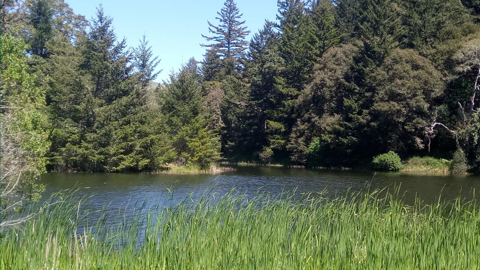 trees surrounding a lake