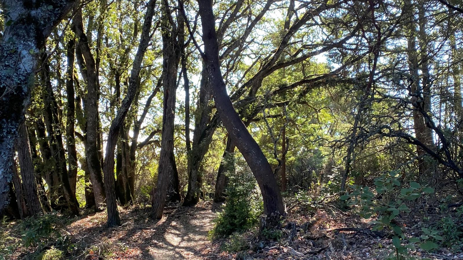 Teague Hill Open Space Preserve. Photo by Eleanor Raab.