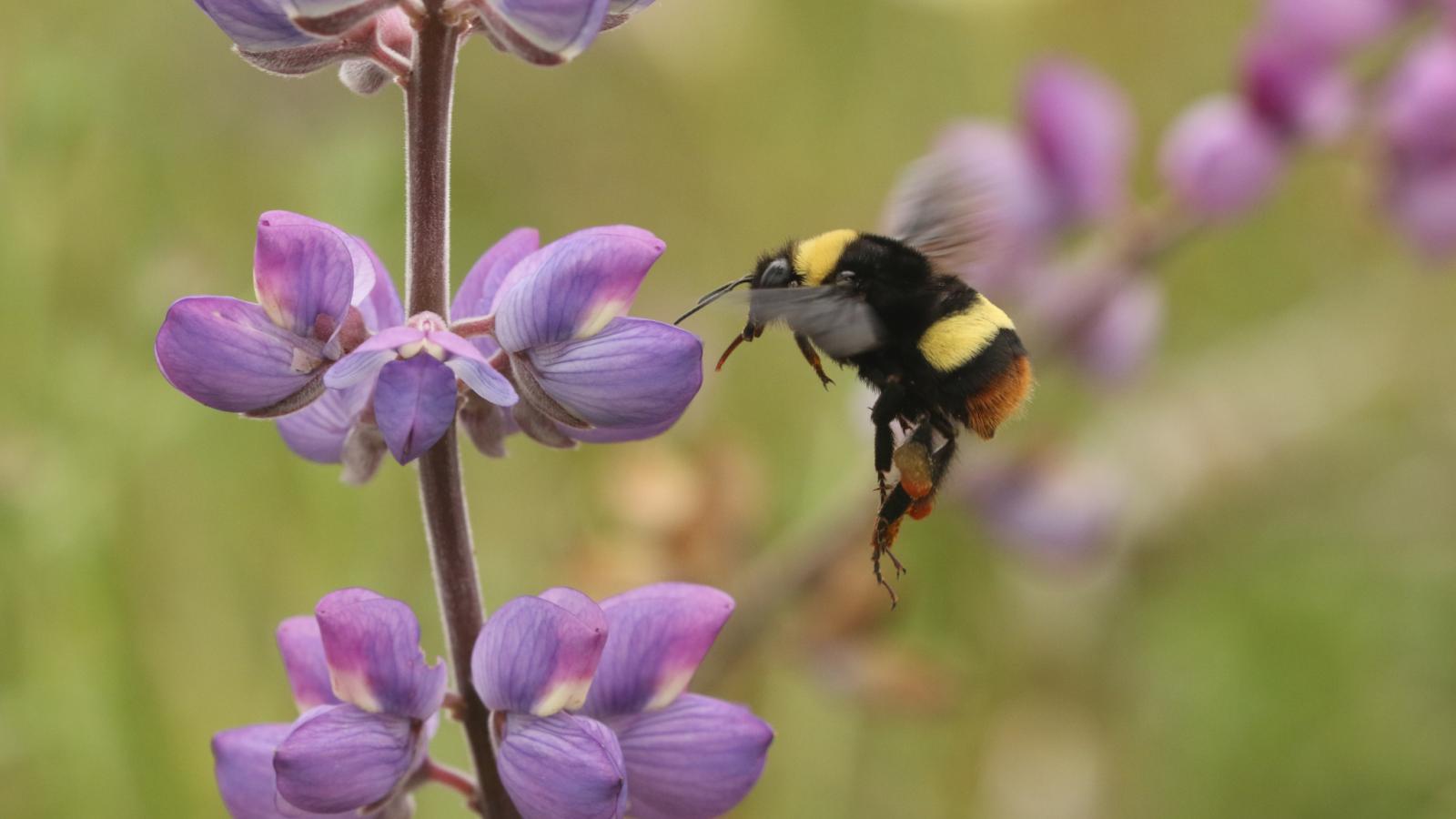 Closeup of a Crotch's bumblebee by a purple flower