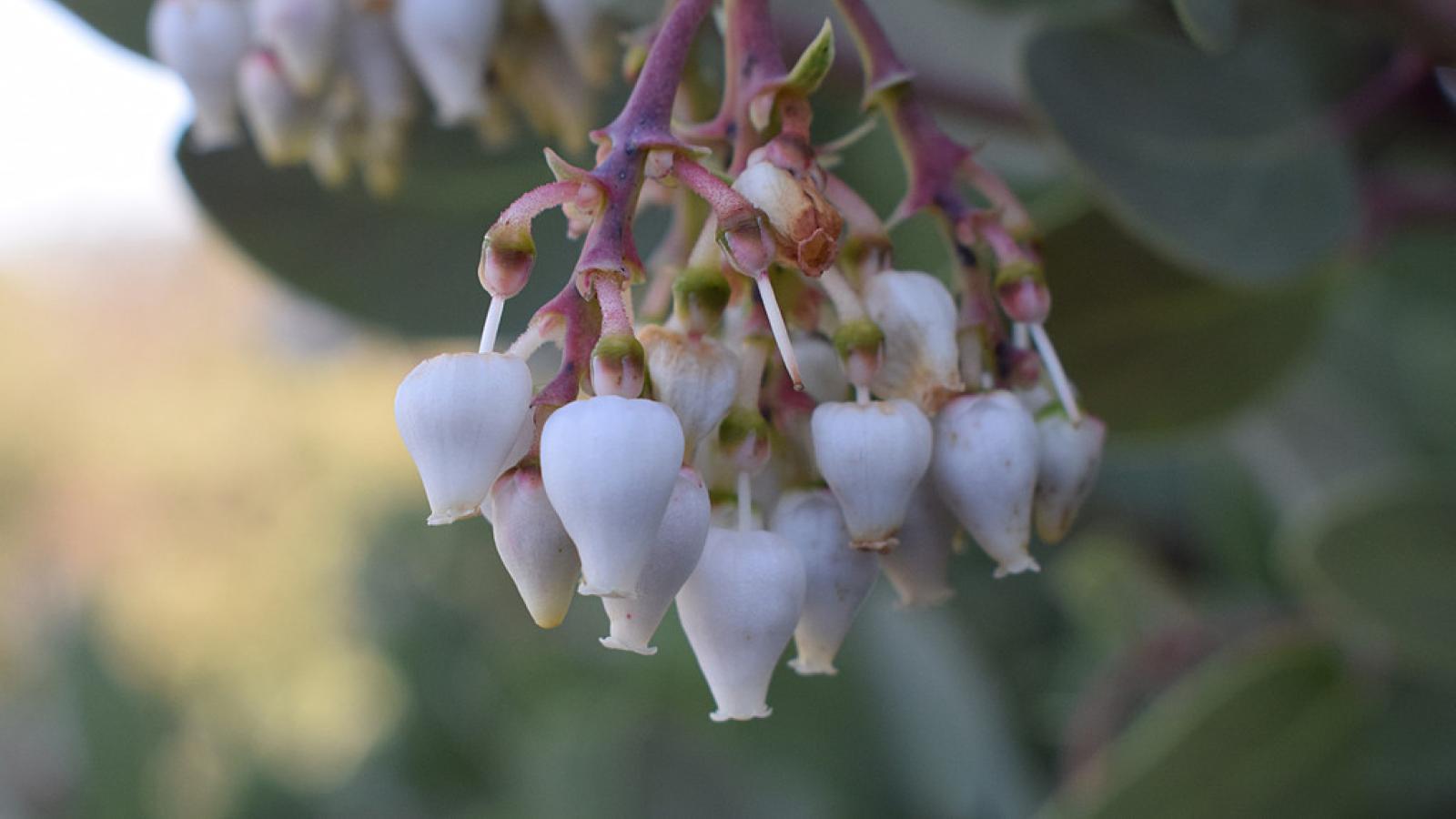 flowers of manzanita