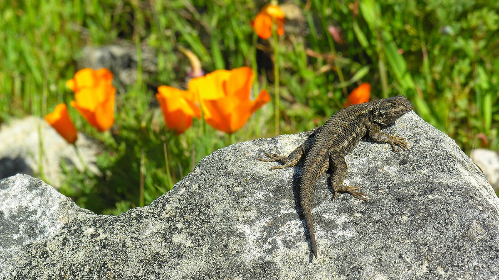 a western fence lizard sitting on a rock with poppies in the background