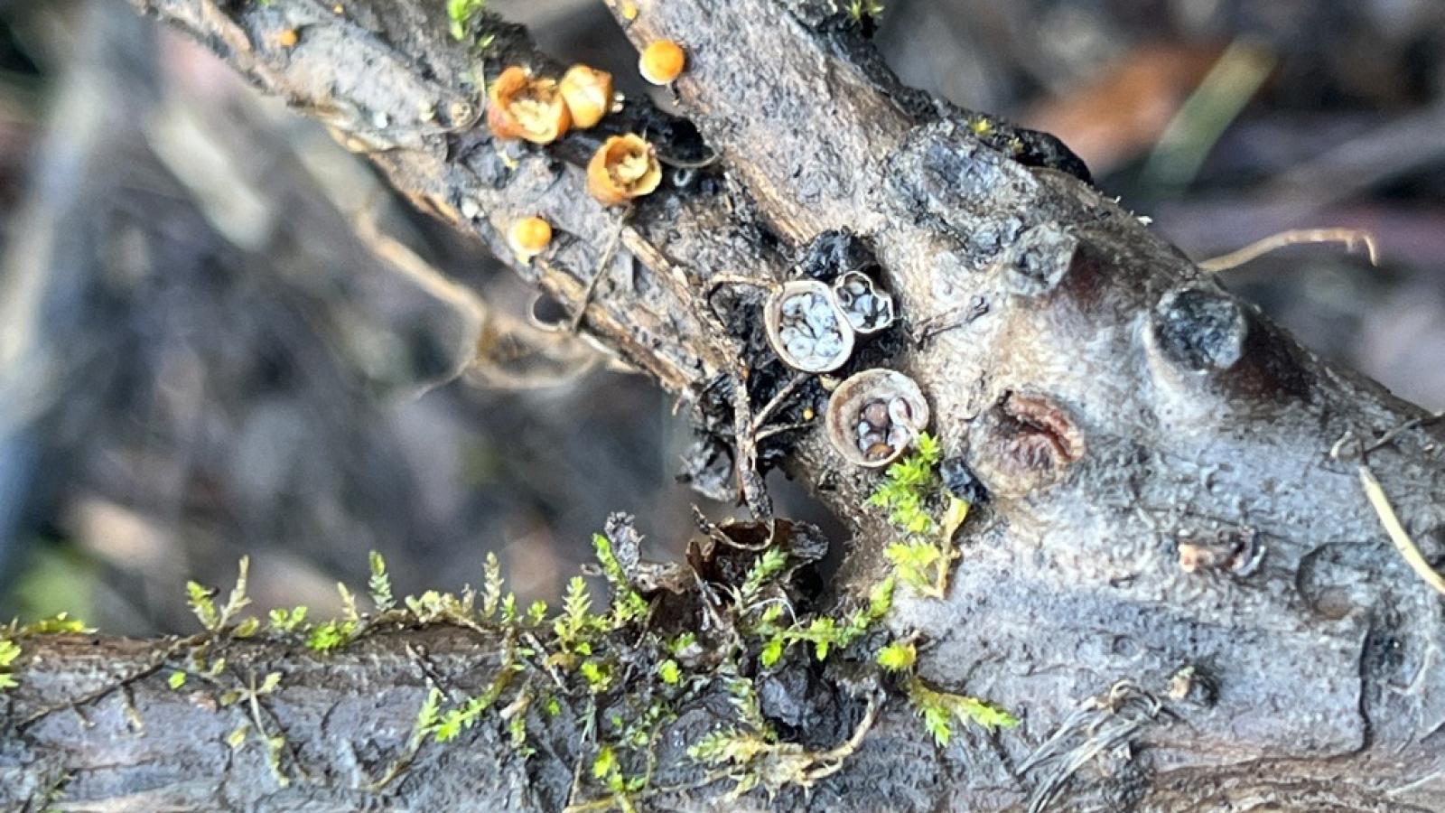 Bird's nest fungi (Eleanor Raab)