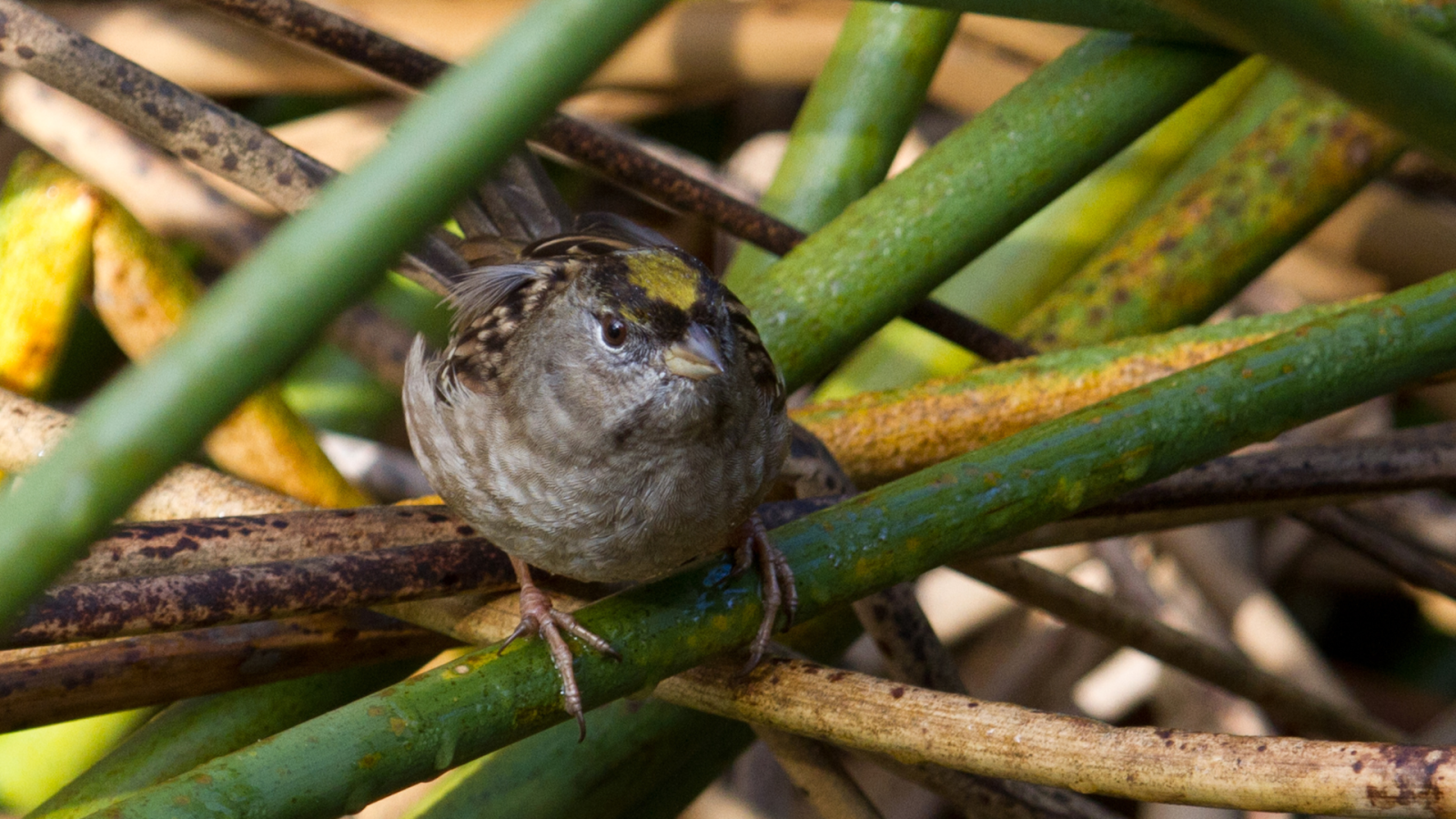 Golden-crowned sparrow (George Perlstein)