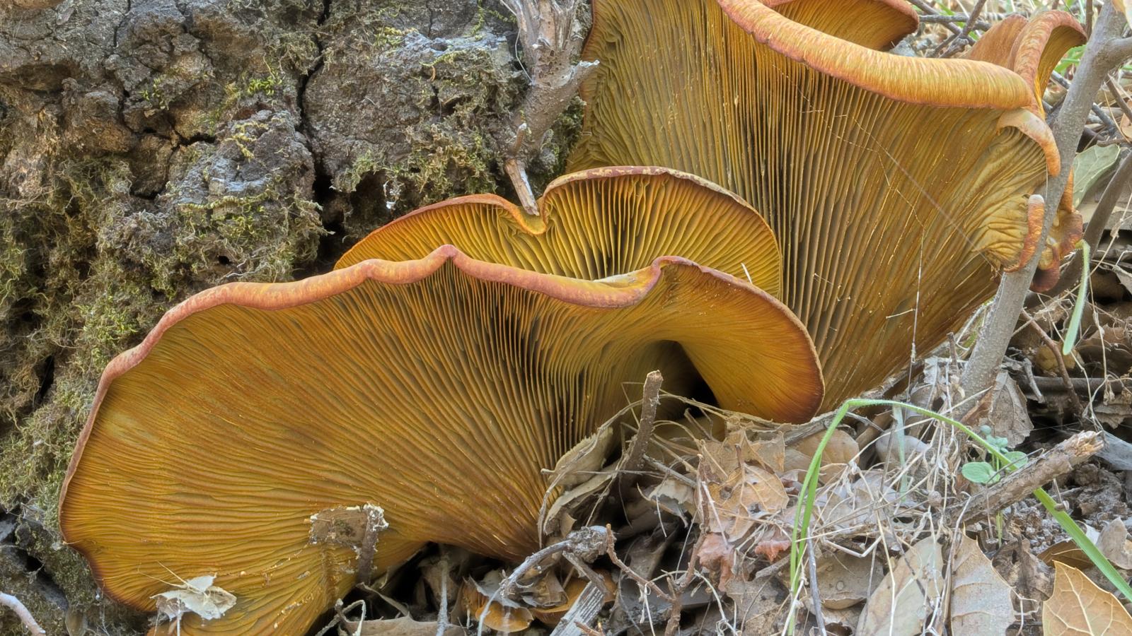 Jack-o'-Lantern Mushroom (Jack Owicki)