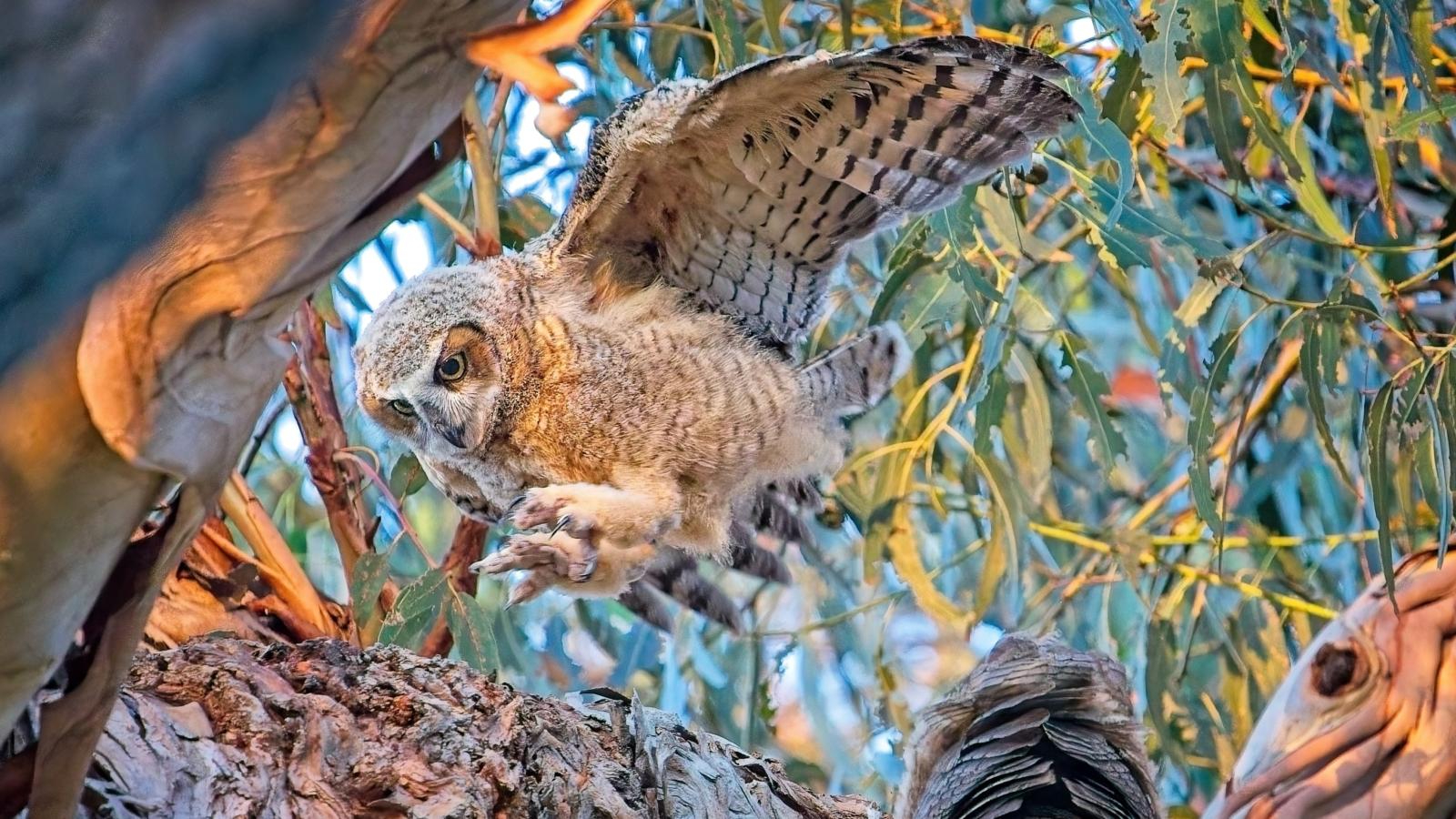 Owl landing on tree (Don Vu)
