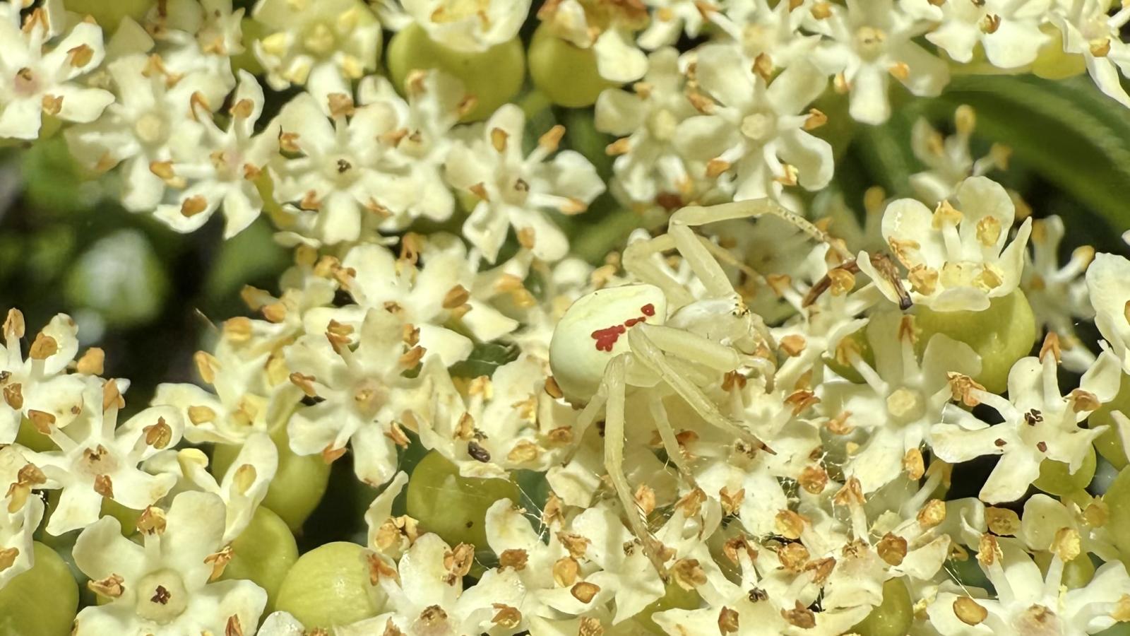 Ally Perez Jauregui A crab spider blends in among a cluster of white flowers