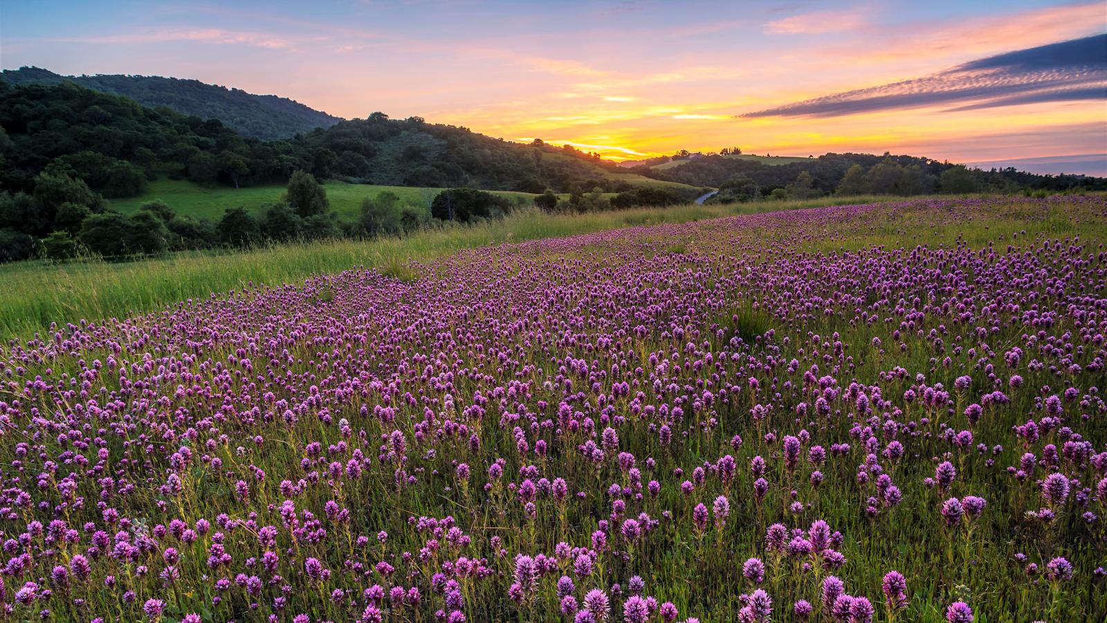 Field of Owl's Clover