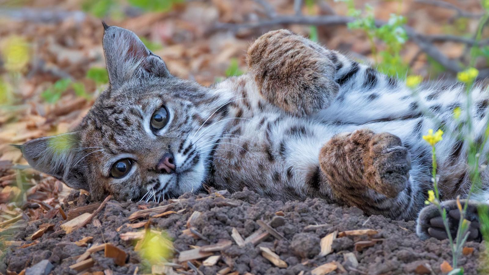 Young bobcat lying on the ground.