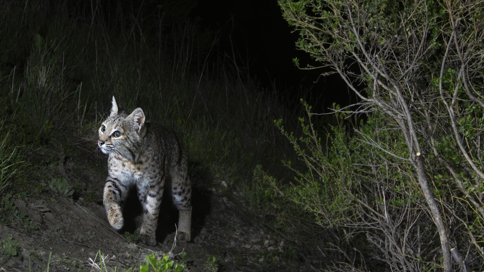 Bobcat at Windy Hill