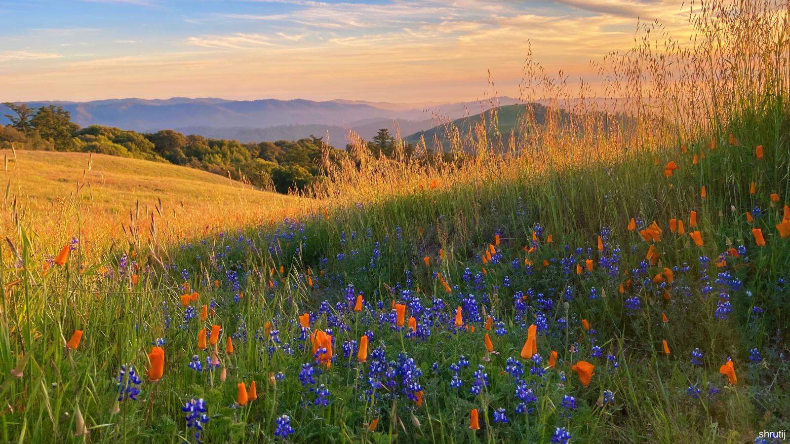 Russian Ridge, Shruti Jana