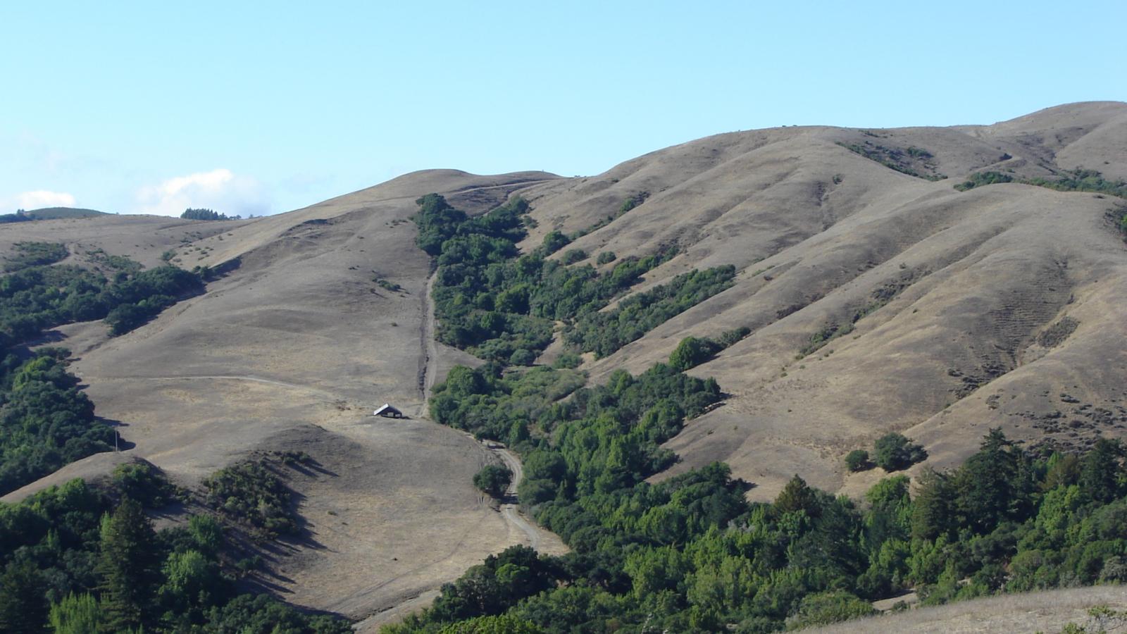 View of tree-lined swale up hill. 