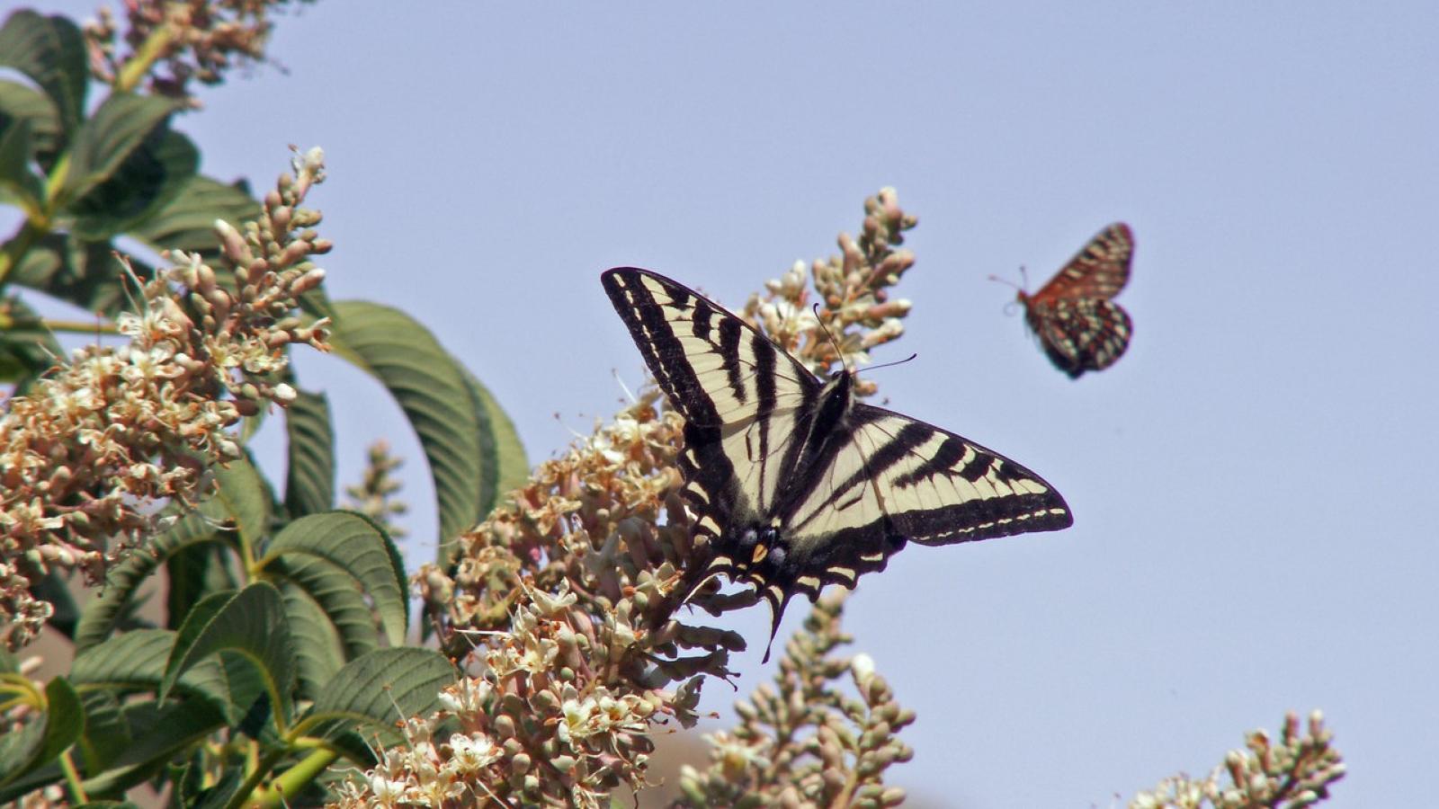 Swallowatail and Checkerspot on Buckeye. Photo by Strether Smith.