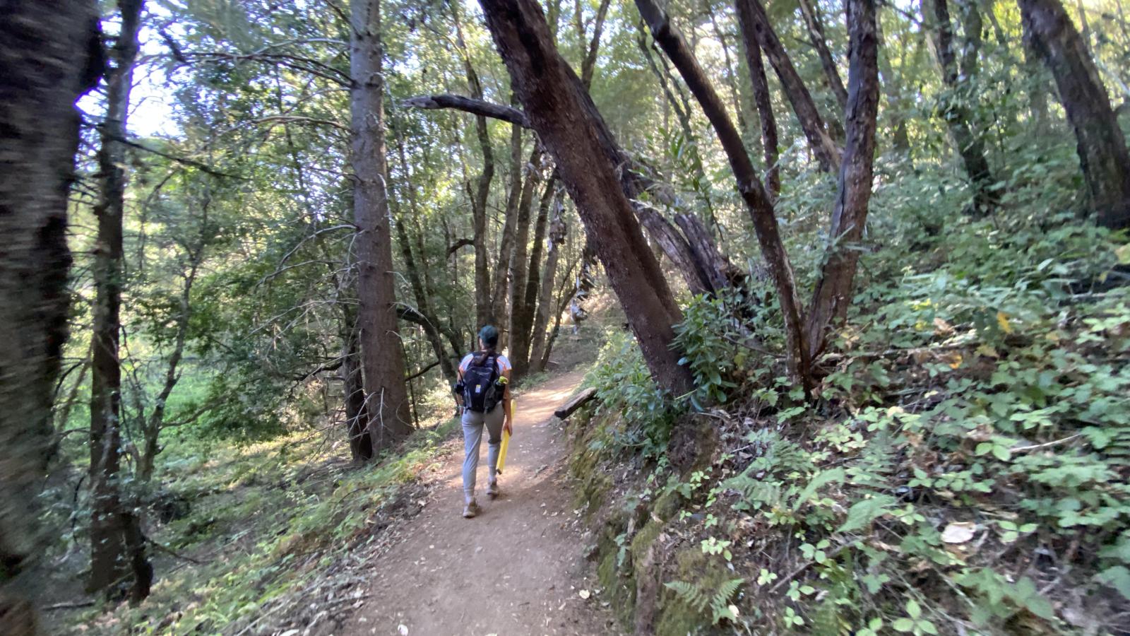 Midpen staff collecting data on trail