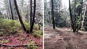 Before and after photo of forest health work in Bear Creek Redwoods. 