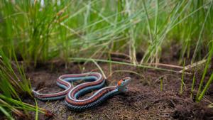San francisco garter snake