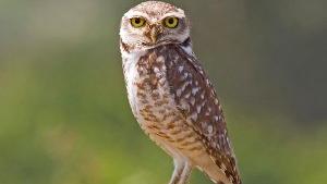 2011_CarlosHenriqueLuzNunesdeAlmeida_BurrowingOwl_02_Crop2