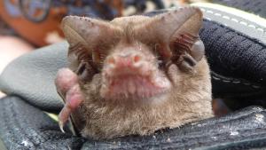 Mexican free-tailed bat