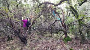 Surveys for sensitive plants, animals and cultural sites are performed before new vegetation management projects begin. Photo: A Midpen biologist flagging rare Kings Mountain manzanita for protection, 2019.