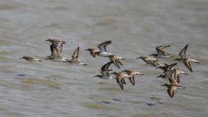 sandpipers in flight above the water