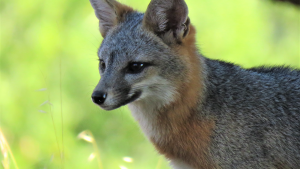 Fox at Skyline Ridge