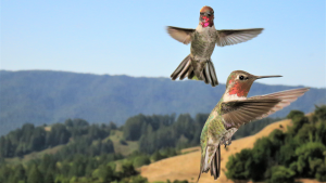 Hummingbirds at Skyline Ridge Preserve