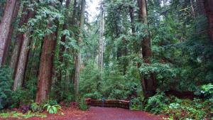 Webb Creek Bridge nestled among redwood trees / photo by Heather Diaz