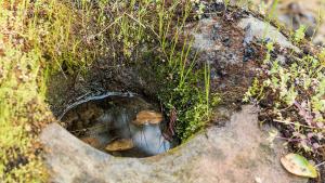 Ohlone mortar found along Upper Lake Loop interpretive trail / photo by Alisha Laborico