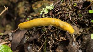 Banana slug / photo by Alisha Laborico