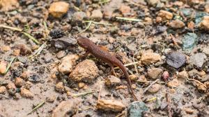 Newt / photo by Alisha Laborico