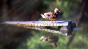 Female mallard duck / photo by Pam Hanson