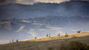 Deer on Monte Bello Ridge by Karl Gohl